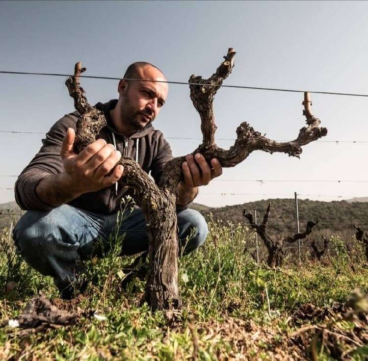 The Nuraghe Among the Vines81