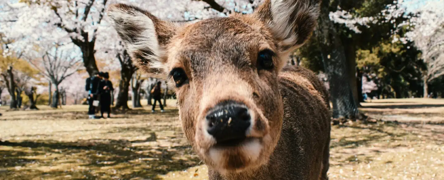 Nara: The Gentle Heart of Anci