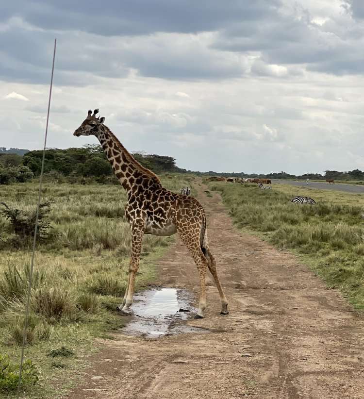 Walking Safari11