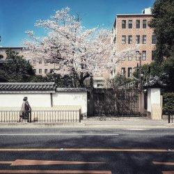 Kyoto. Walking Tour82