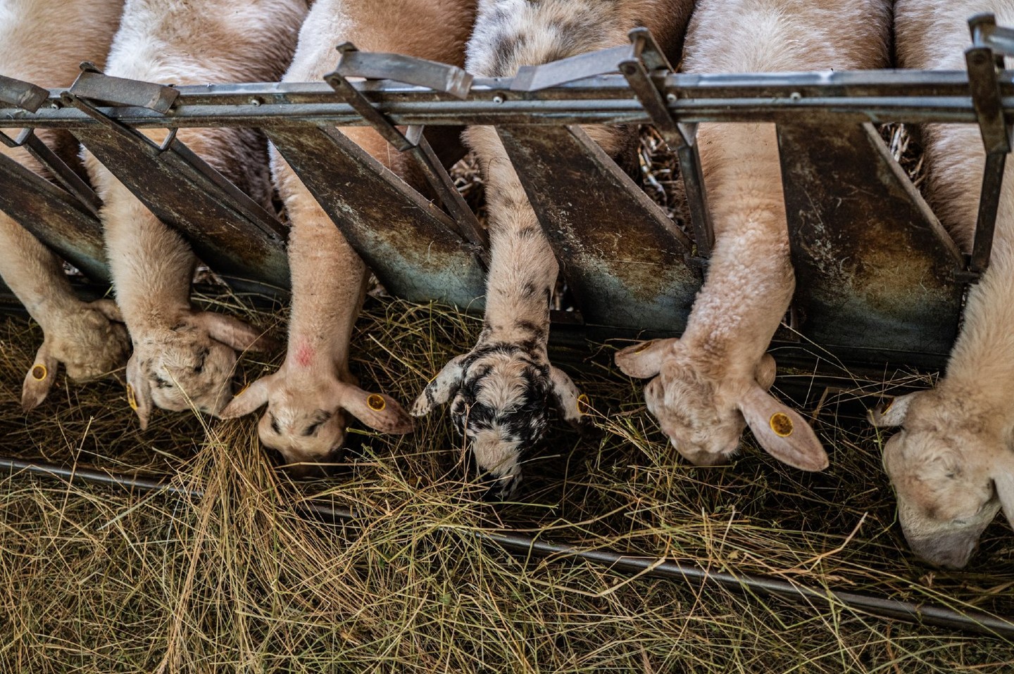 Tour an authentic Trieste farm, walk with a flock of sheep, and taste wonderful farm produce.