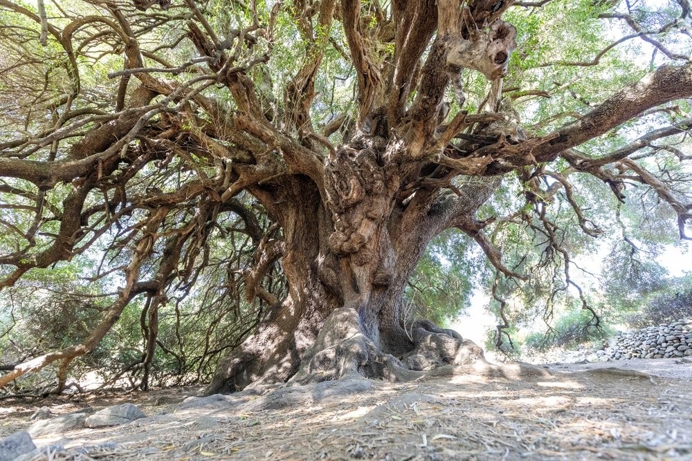 A Sardinia private tour in Gallura, exploring ancient sites, olive trees, and cork production