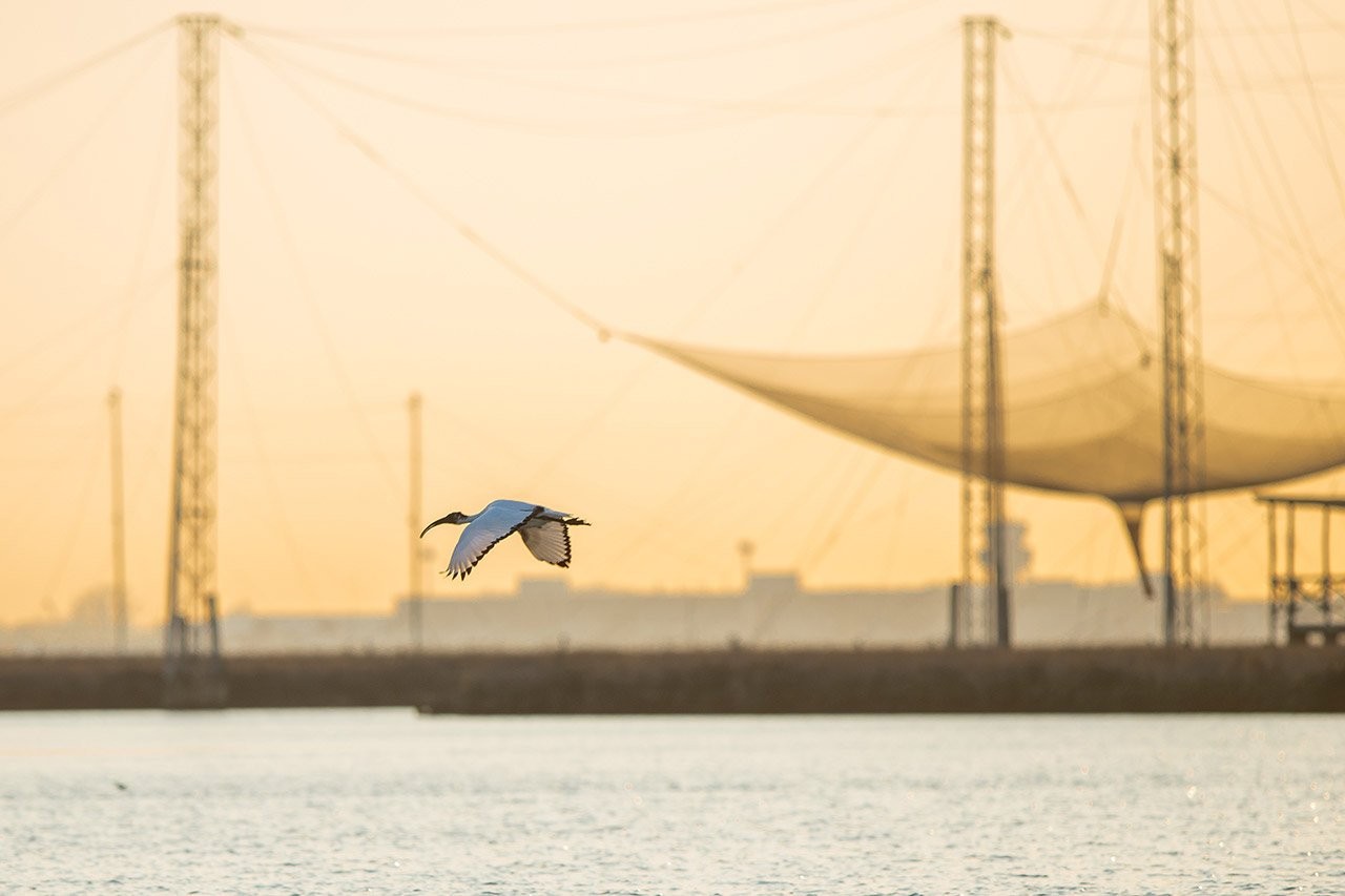 A captivating adventure through the Venetian Lagoon's rich flora and fauna on a leisurely boat tour.