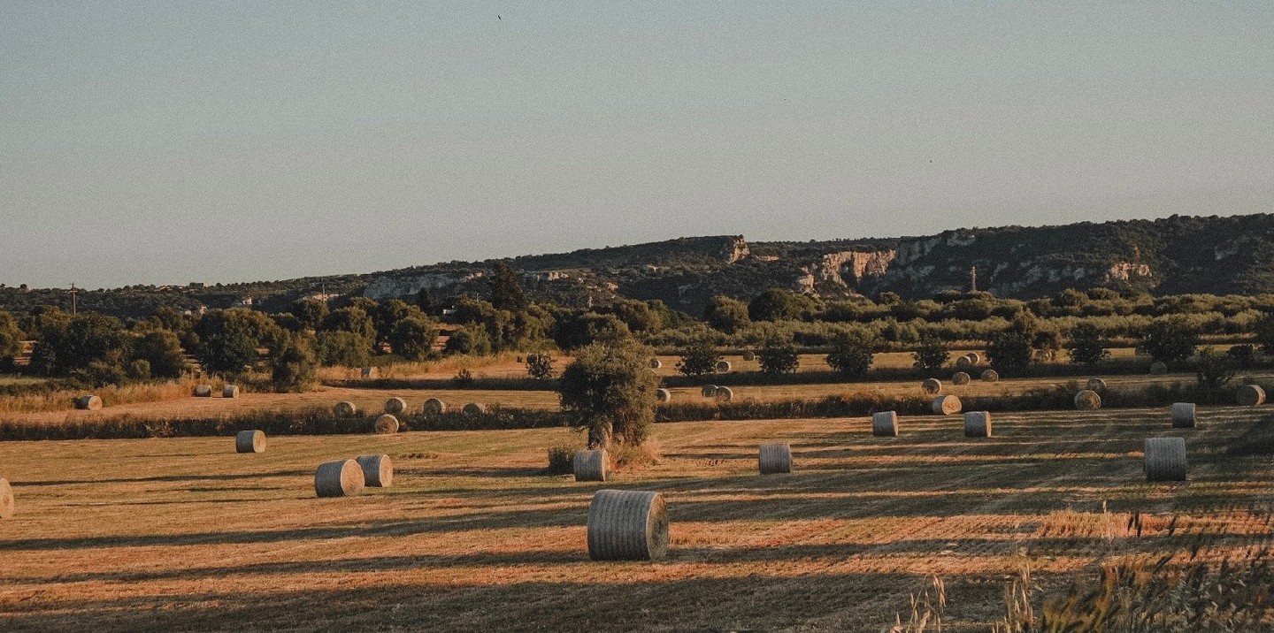 Discover Sicilian flavors and culture in a walking tour through Ortigia and a nearby olive oil farm.