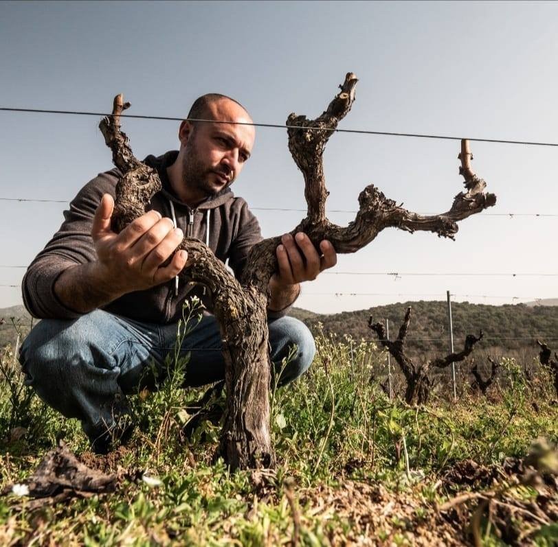 Sardinia private tour in Mamoiada: vineyard walk, Gallòpu wine tasting, Sardinian traditional lunch