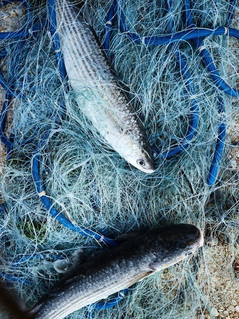 Immerse in a unique 6-hour Venetian lagoon boat adventure with Andrea Rossi, a seasoned fisherman