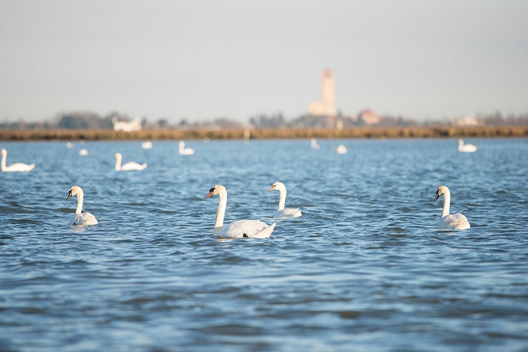 Unveil the mysteries of the Venetian lagoon with a captivating 6-hour boat tour and vineyard visit.