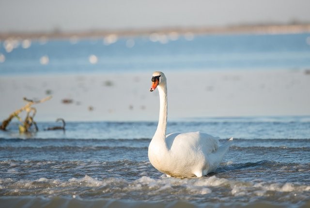 A captivating adventure through the Venetian Lagoon's rich flora and fauna on a leisurely boat tour.