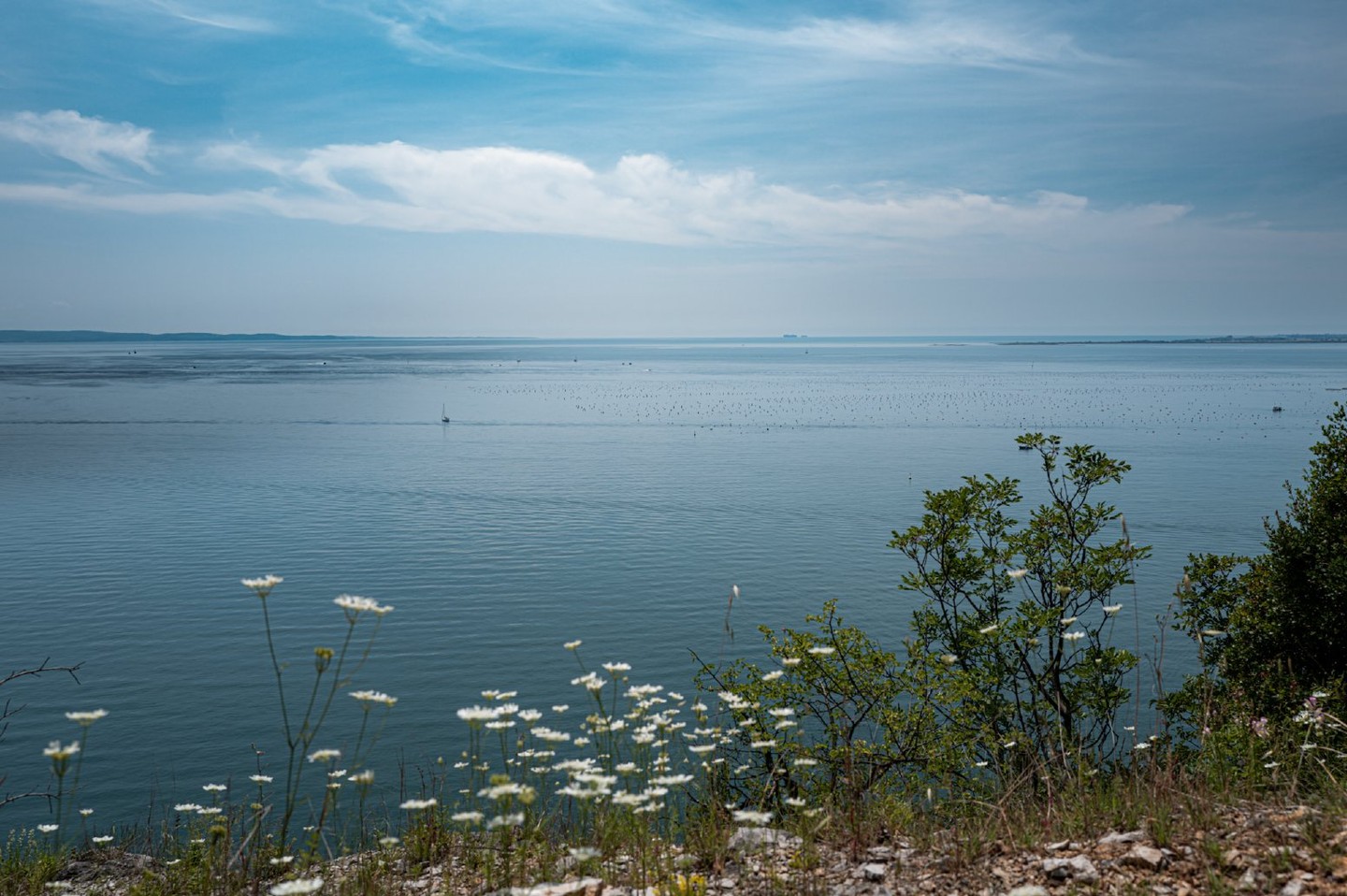 Tour an authentic Trieste farm, walk with a flock of sheep, and taste wonderful farm produce.