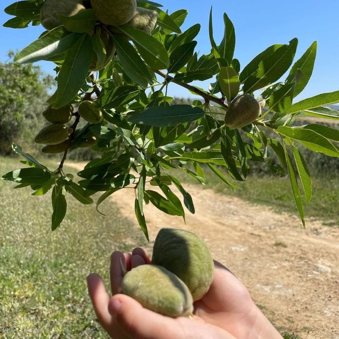 Hike through Ancient Noto's ruins and savor a unique almond farm lunch in Sicily’s Hyblean plateau.