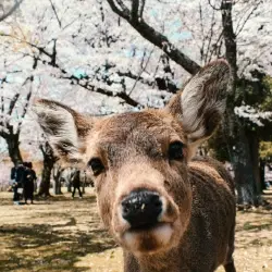 Nara: The Gentle Heart of Anci