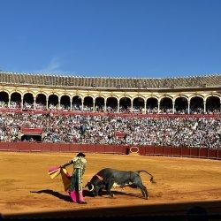 Bull fighting10