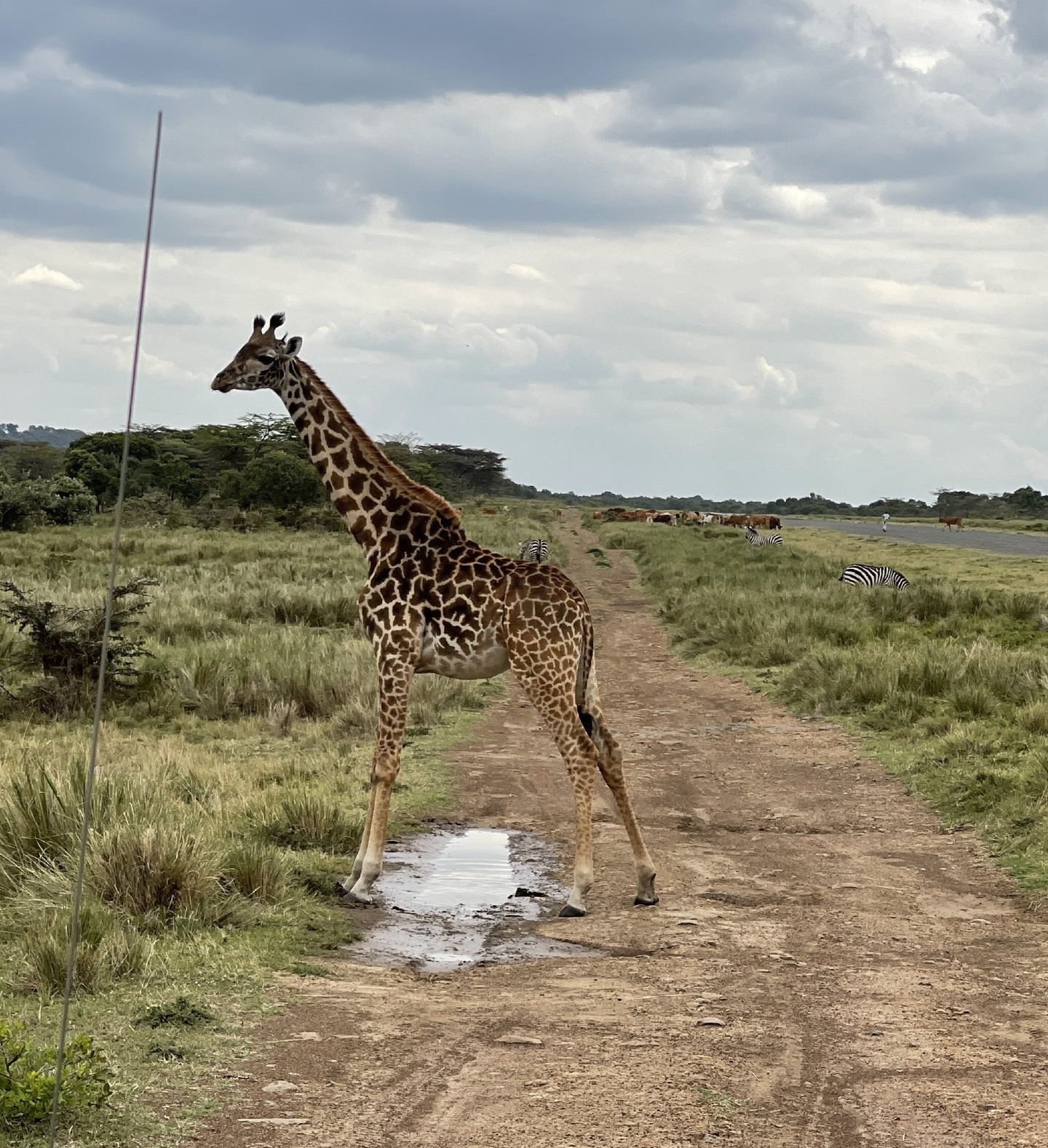 Safari