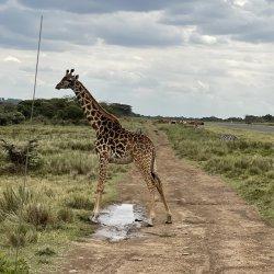 Walking Safari11