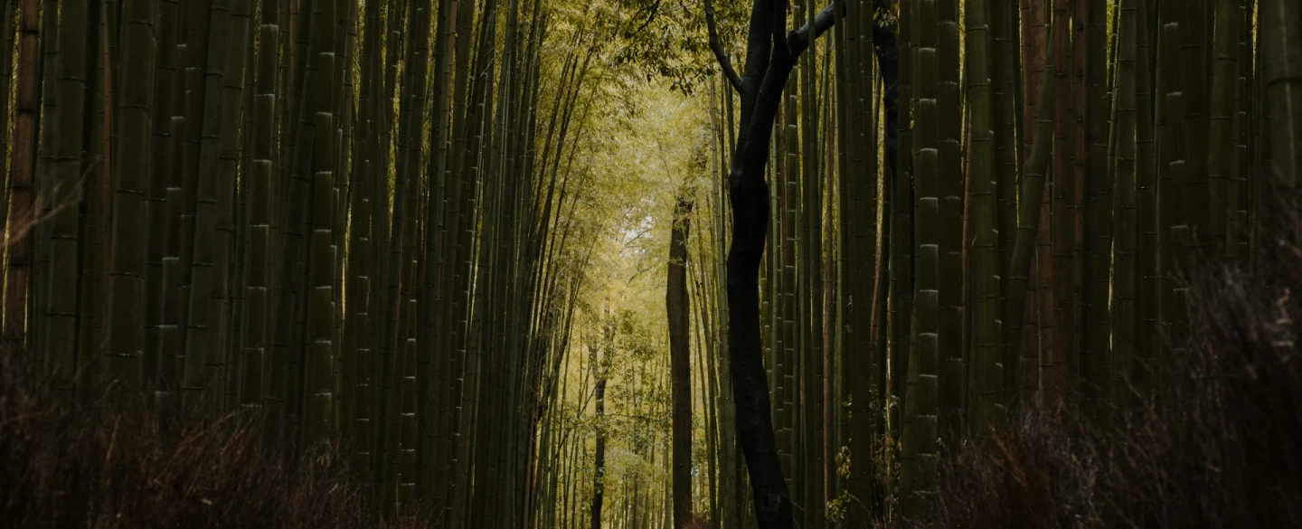 This experience takes place in Shiretoko Peninsula, Hokkaido.