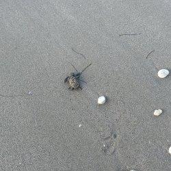 Turtle release24
